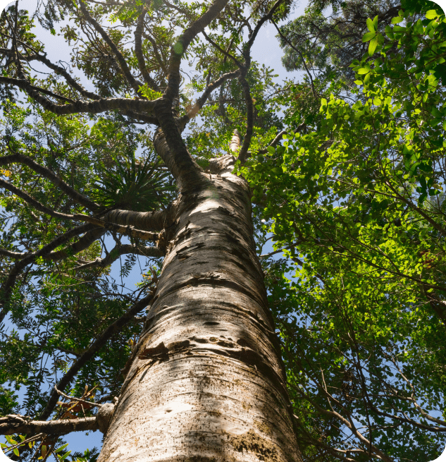 Qualität und Liebe für Deinen Wald und Garten
